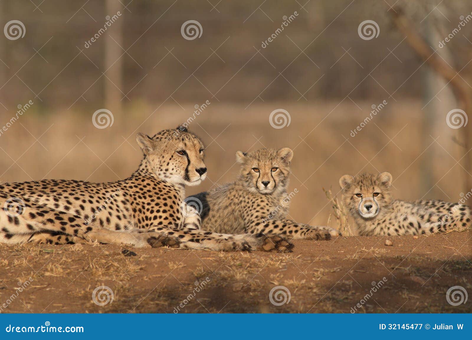 family of cheetahs