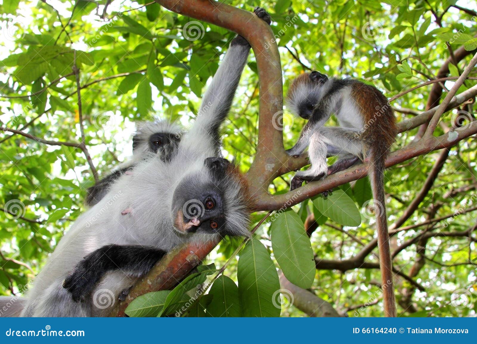 family of colobus monkeys