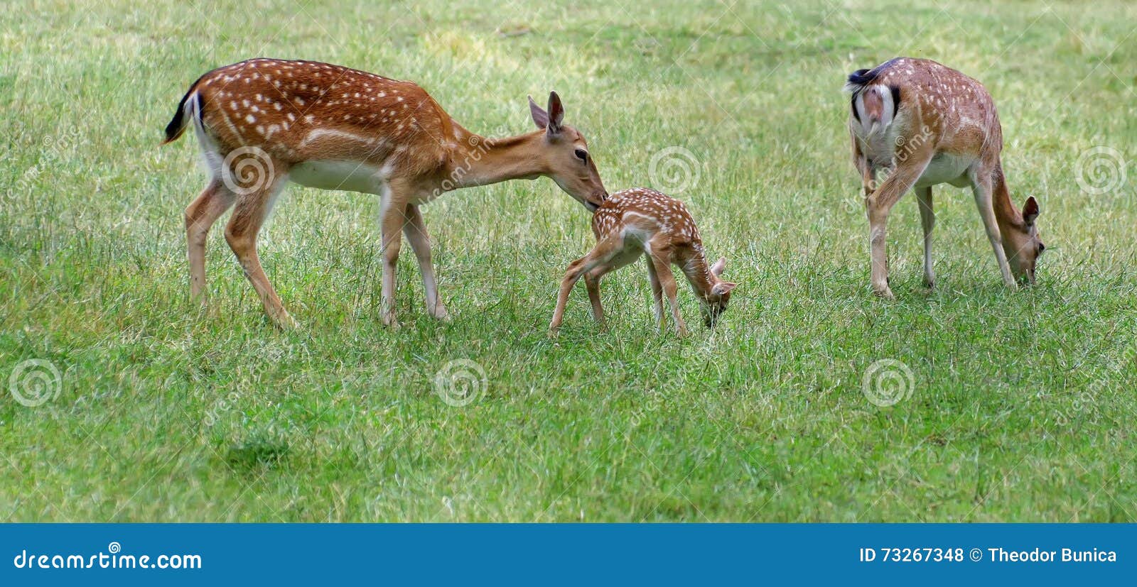 wild animal. family of deer in green grass
