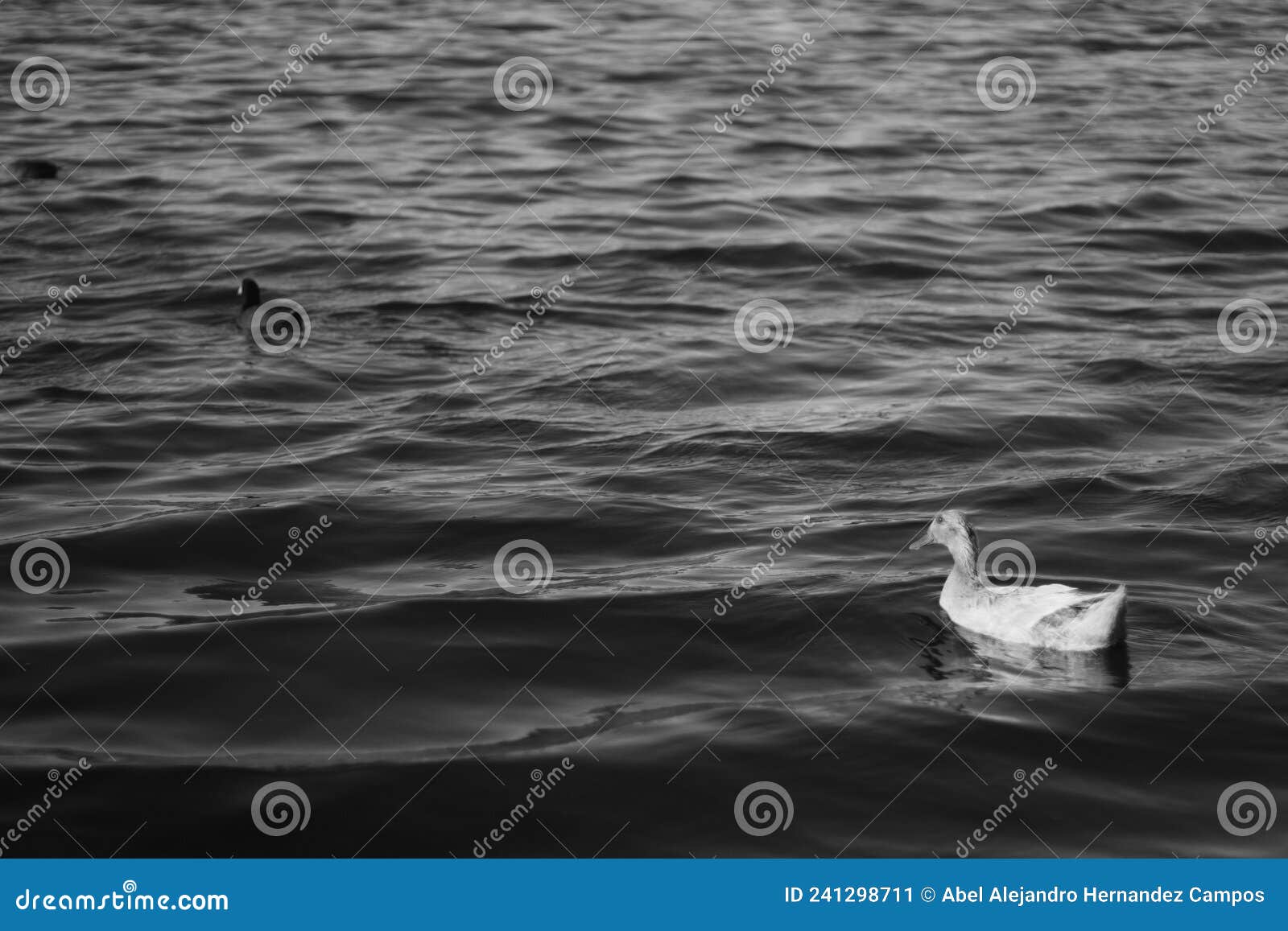 family of ducks on eagle pass lake at golden hour