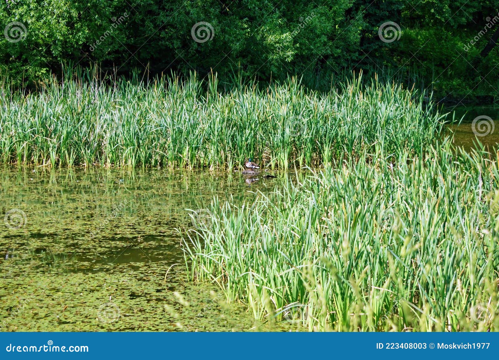 A Family of Ducks Swim in a Small Pond Stock Image Image of landscape