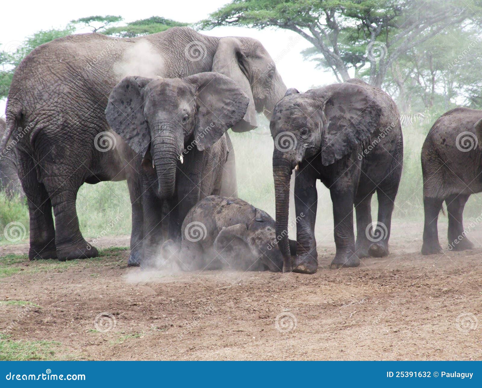 A Family of Elephants Taking a Dust Bath Stock Photo Image of