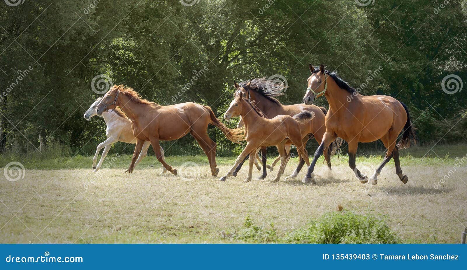 family enjoy galloping