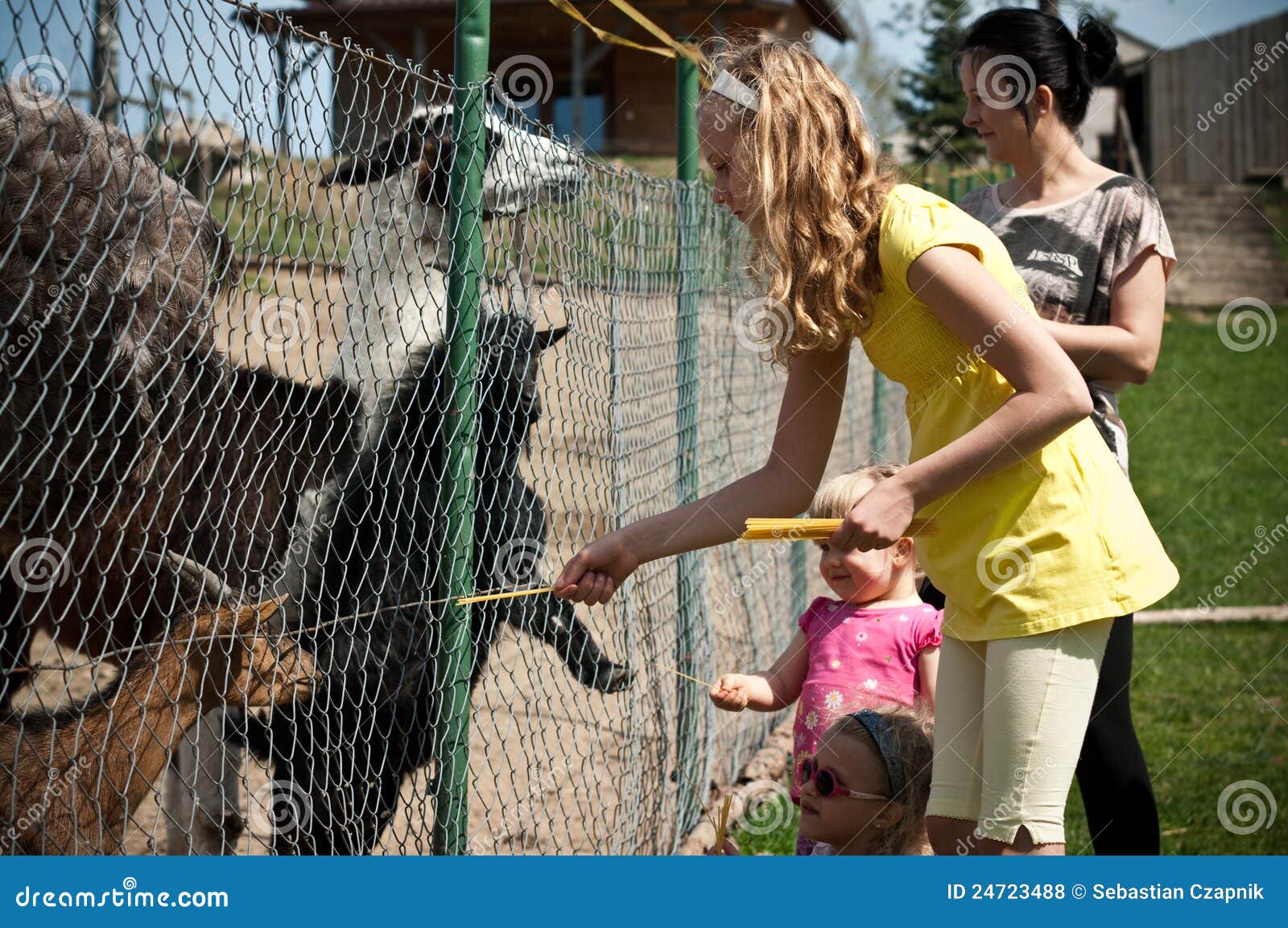 Family Feeding Animals in Farm Stock Photo - Image of girls, private: 24723488 Family Feeding Animals in Farm Stock Photo - Image of girls, private: 24723488