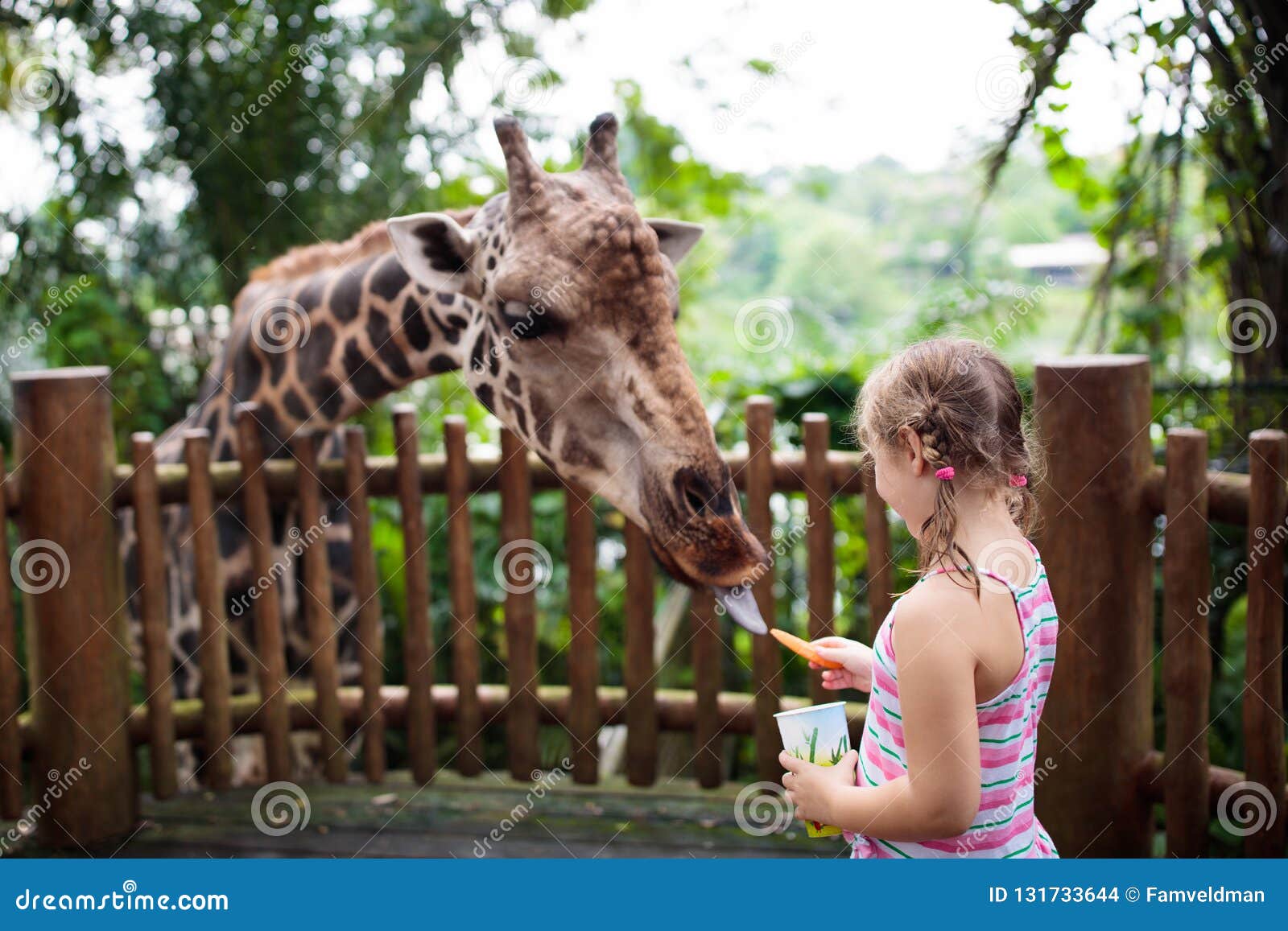 safari park feed animals