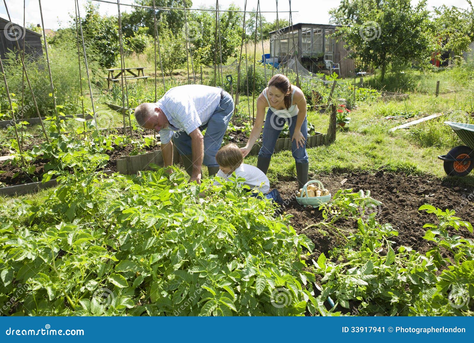 Family Gardening Together In Community Garden Stock Image ...