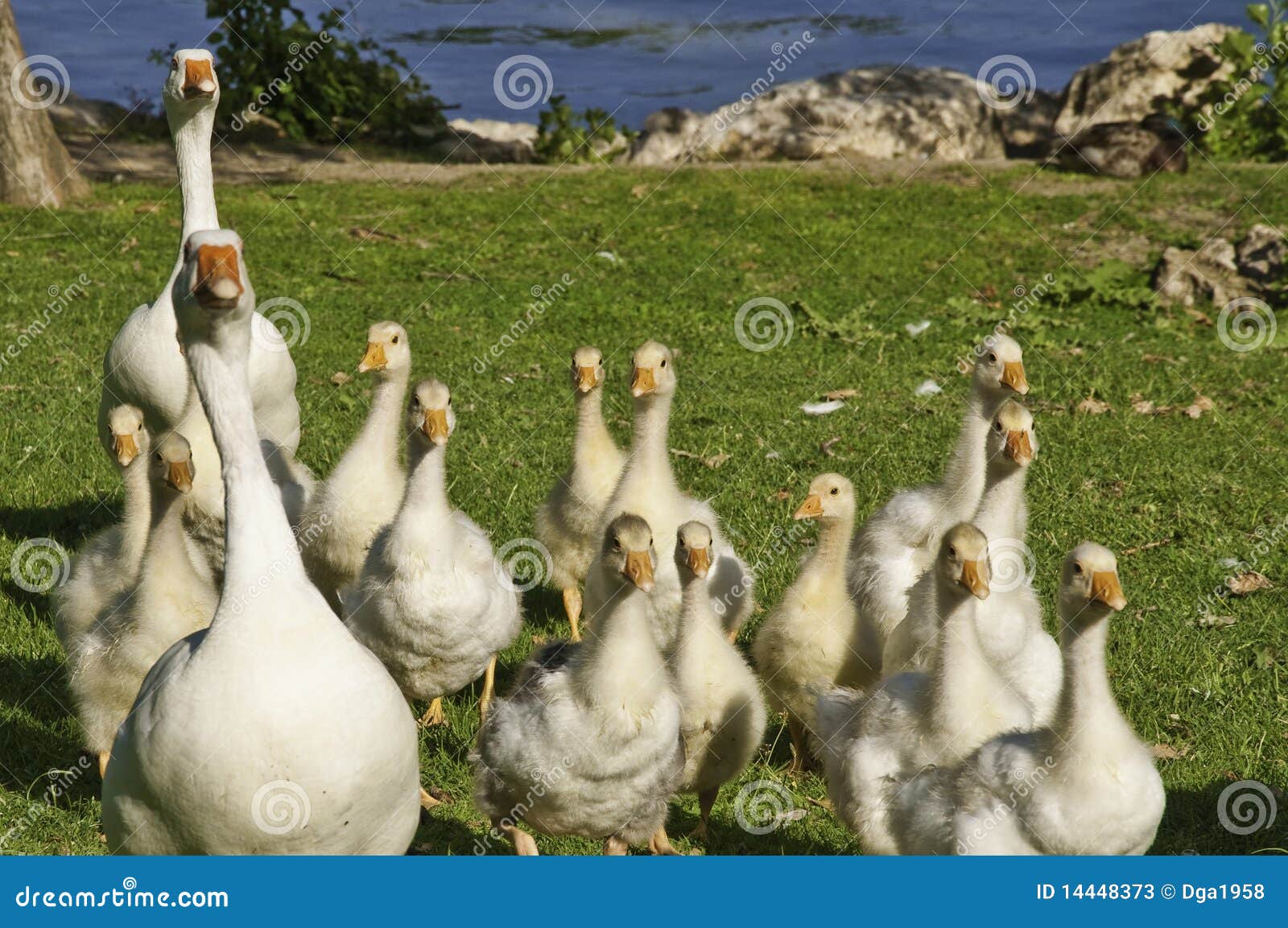 A family of geese stock image. Image of chick, spring 14448373