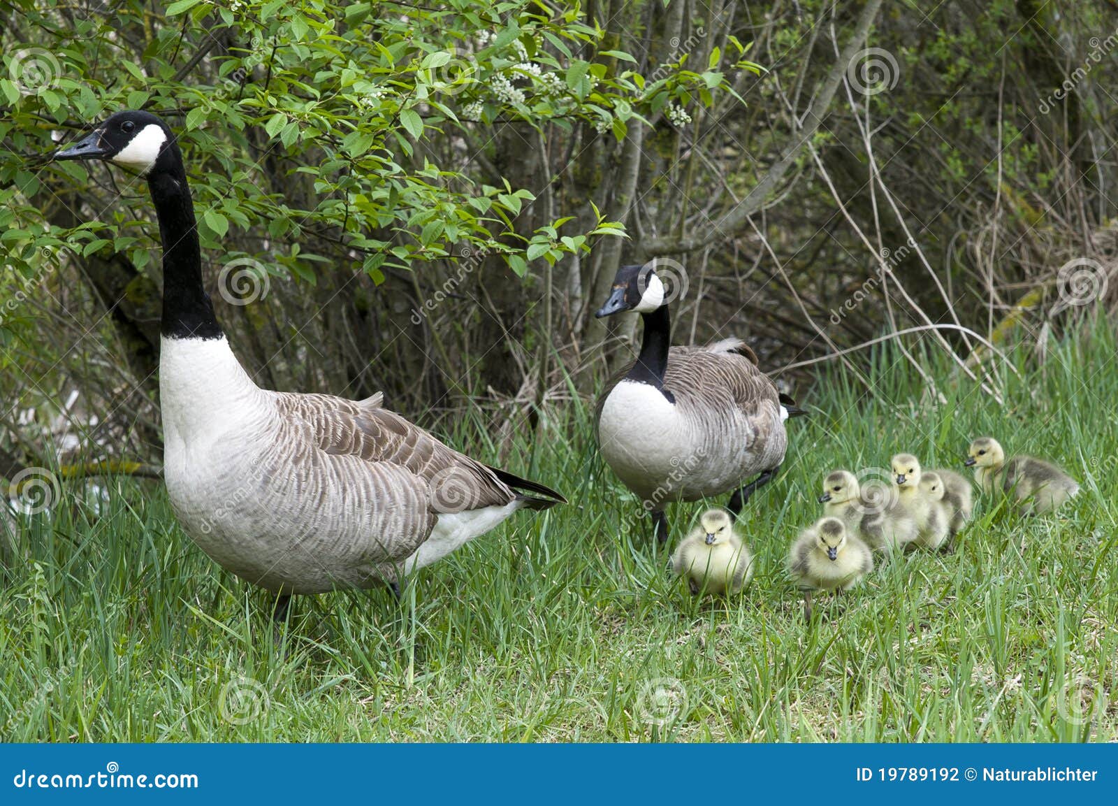 Family of geese stock photo. Image of green, canada, protective 19789192