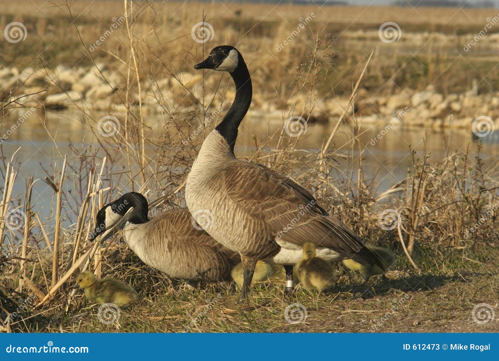 Family of geese stock image. Image of canada, young, field 612473