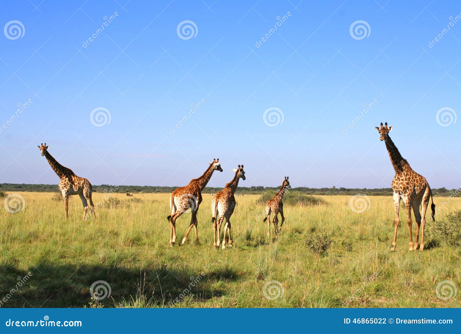 Family of Giraffe in Botswana Stock Photo Image of grassland