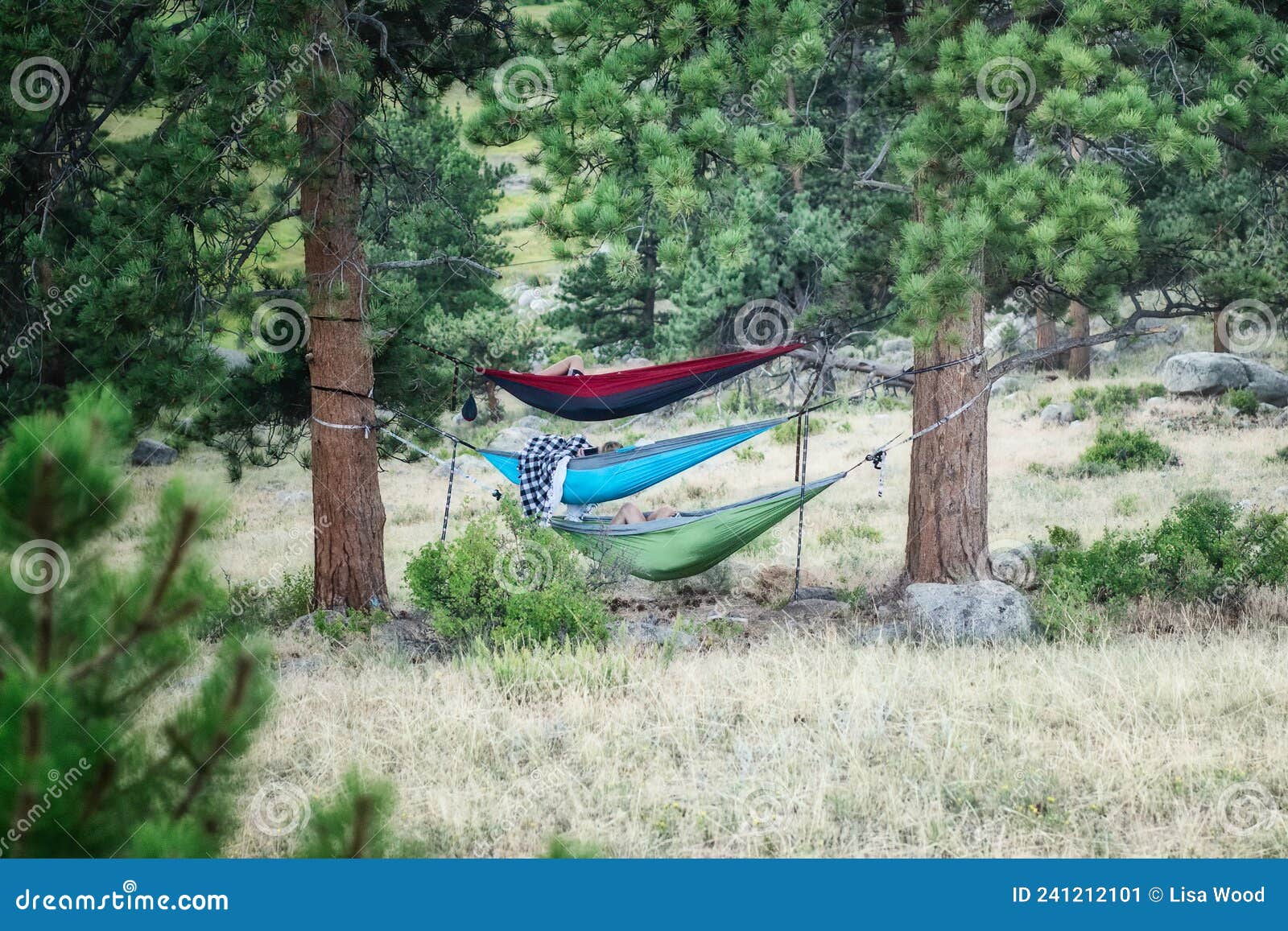 Family Hammocks while Camping Stock Image Image of bark, landscape