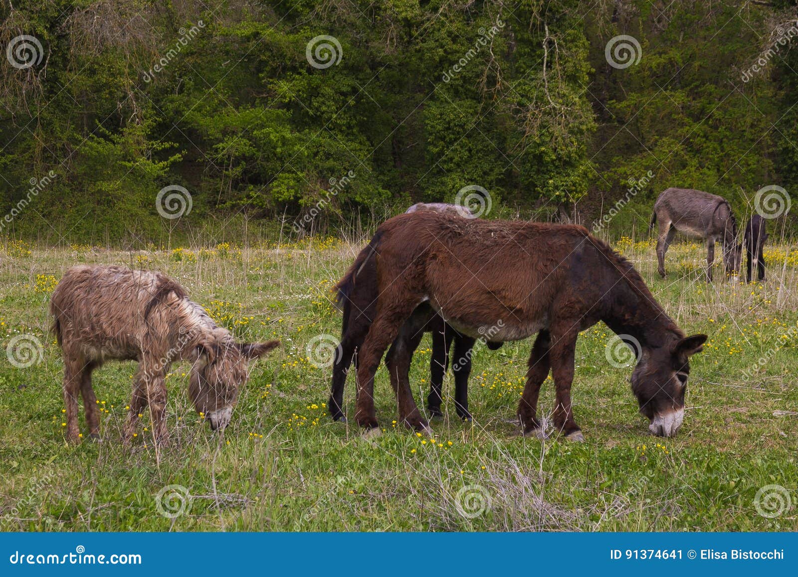 Family of happy donkey stock image. Image of adorable - 91374641