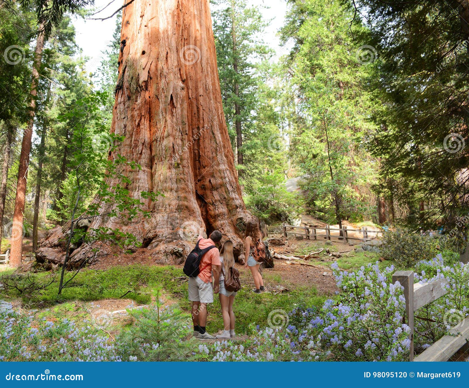 family on hiking trip exploring sequoia trees.