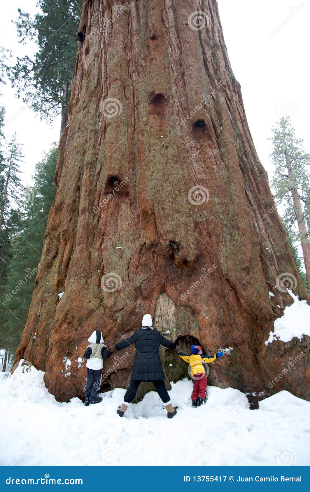 family hugging a giant sequoia tree