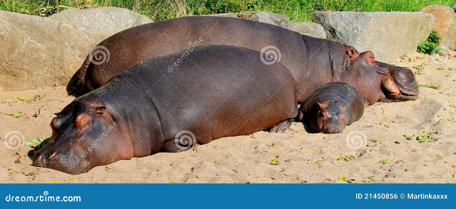 Family love (hippos). Sleeping family of hippos in Prague zoo