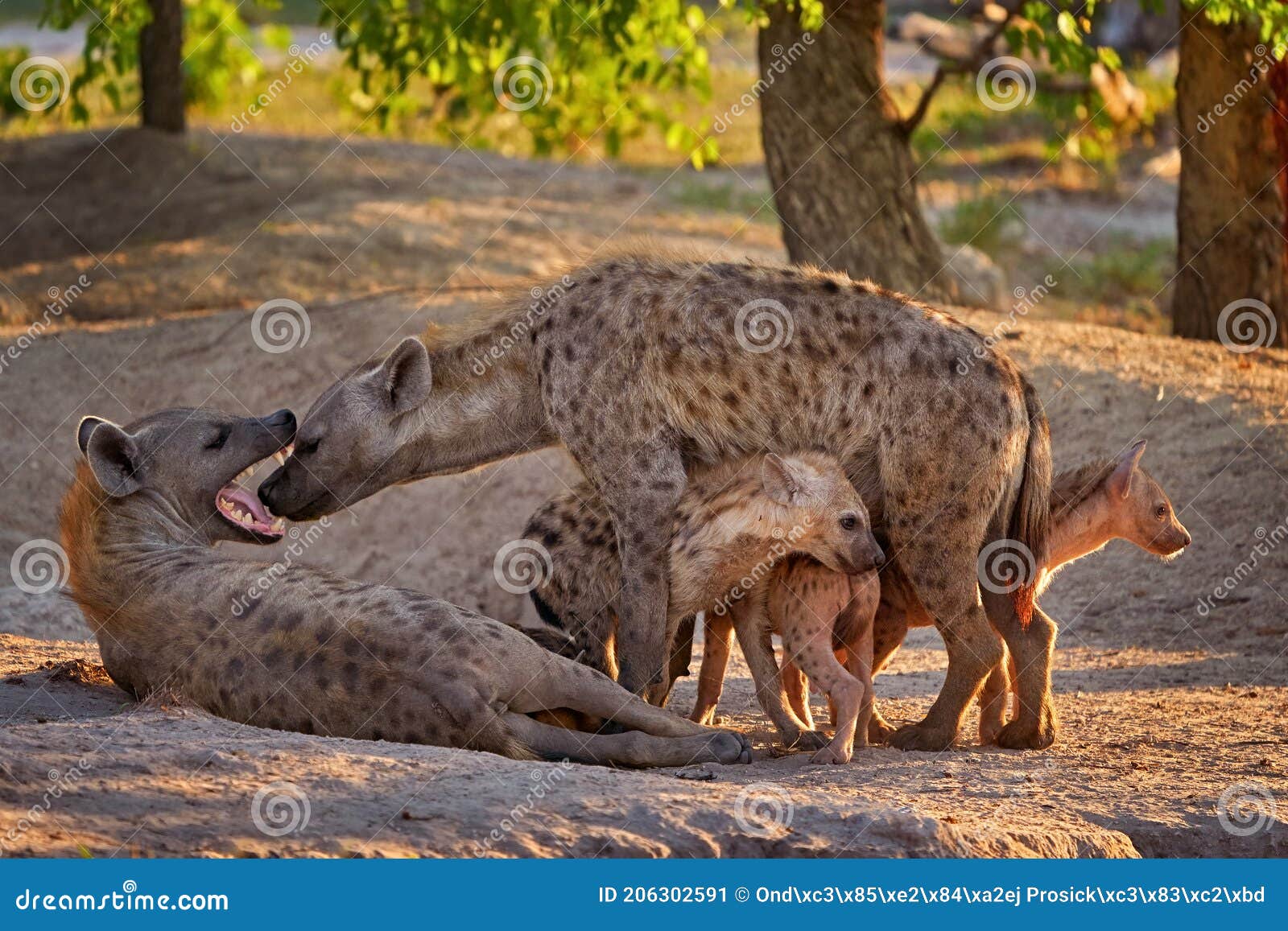 Family in the Nature. Hyena Evening Sunset Light. Hyena, Detail Portrait  Stock Image - Image of food, mane: 206302591