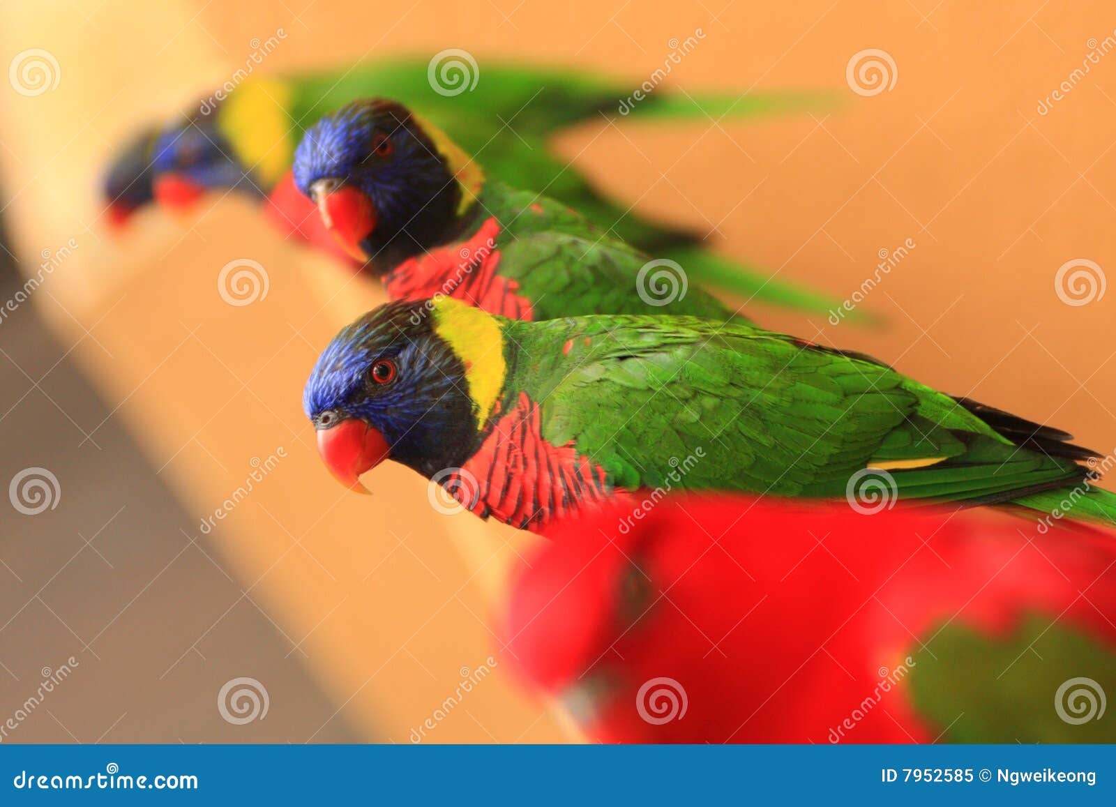 A family of Parrots. stock image. Image of colourful, maccaw 7952585