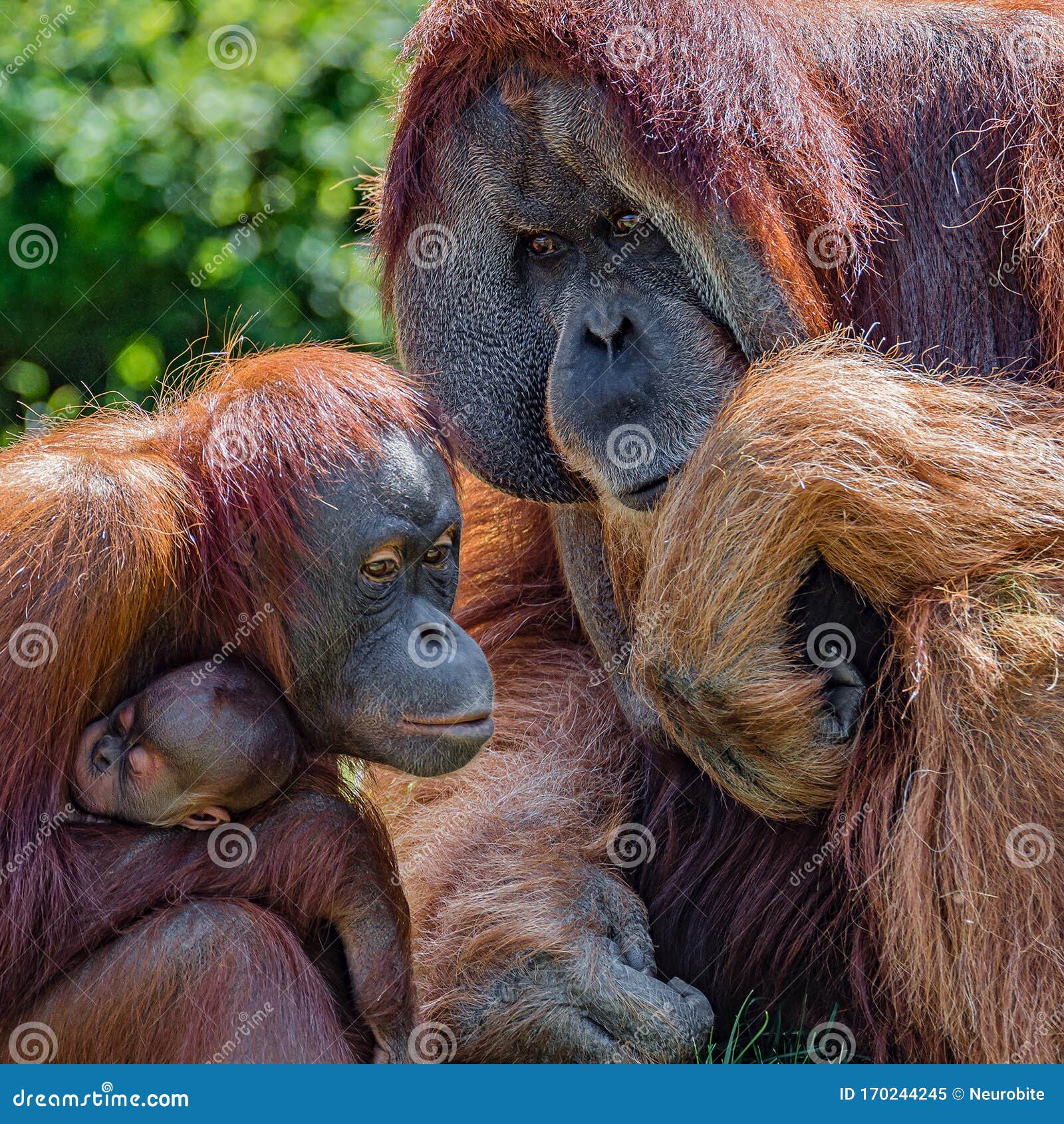 Orangutan Chess Academy