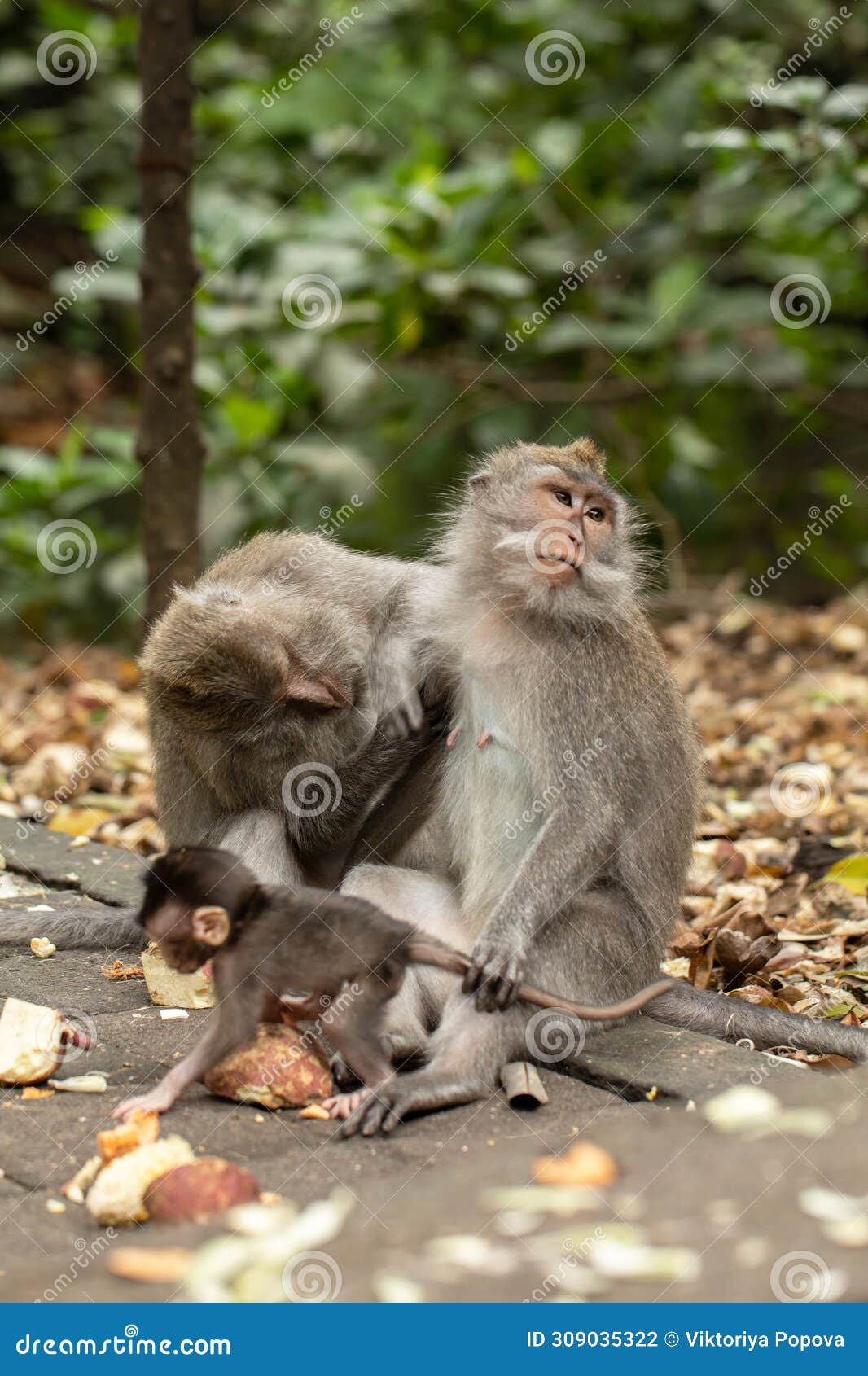 a family of primates sitting together in the forest. forest of monkeys in ubud, bali
