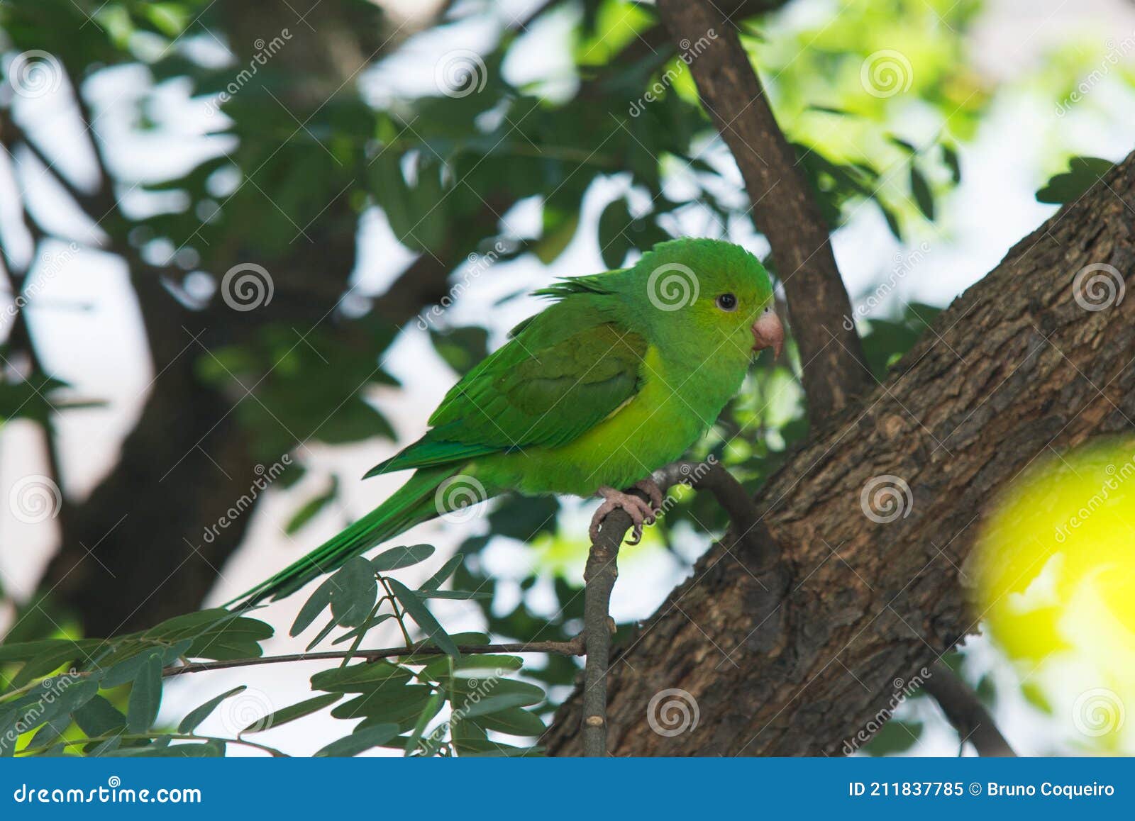 perequito perched on the tree. pÃÂ¡ssaro, ave, bird, maritaca, mbai`ta, periquito, ÃÂ¡rvore, livre, free, wild life