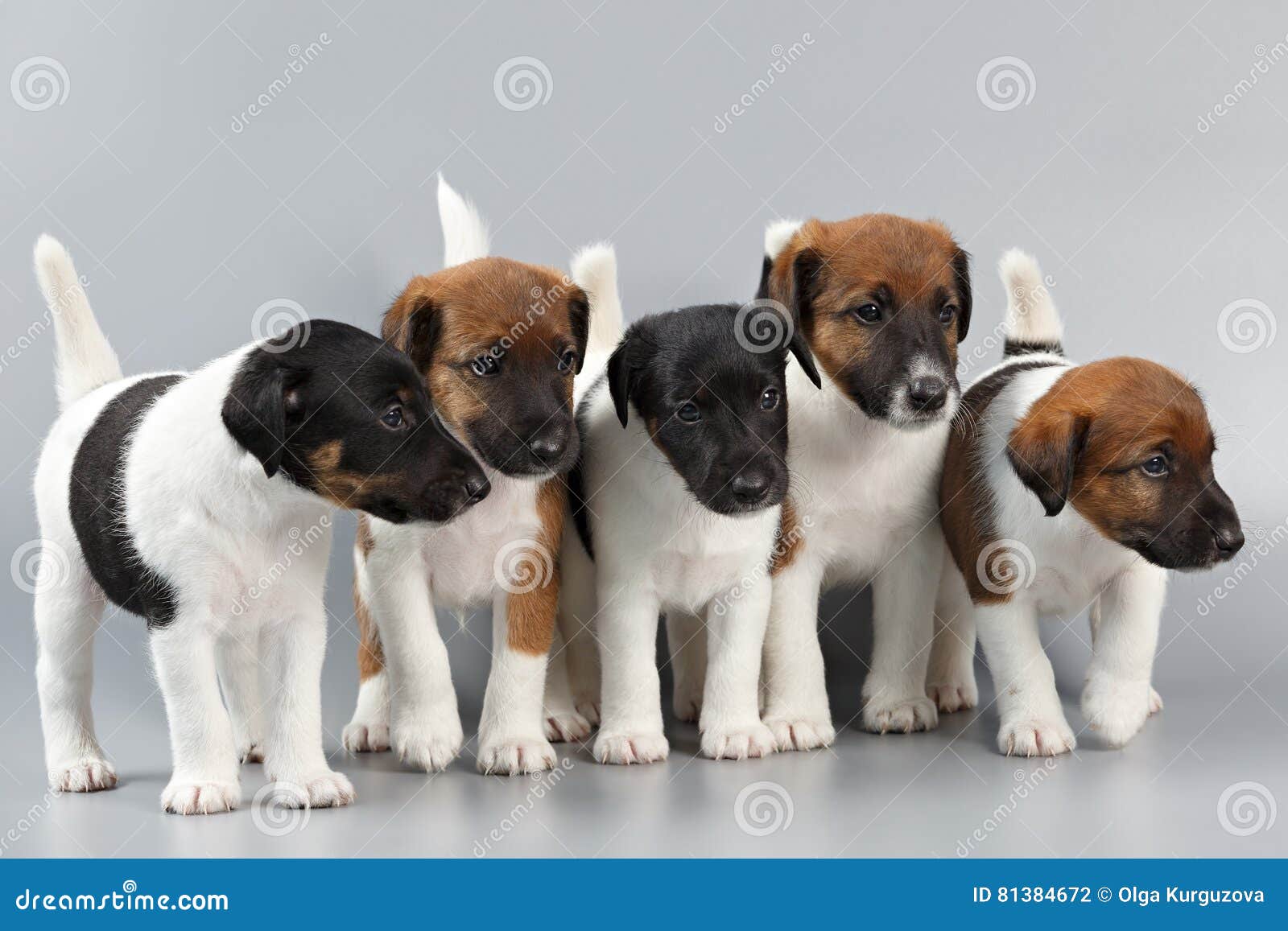 Family of Purebred Puppies Smooth Coat Fox Terrier, Photographed Stock  Photo - Image of background, adorable: 81384672