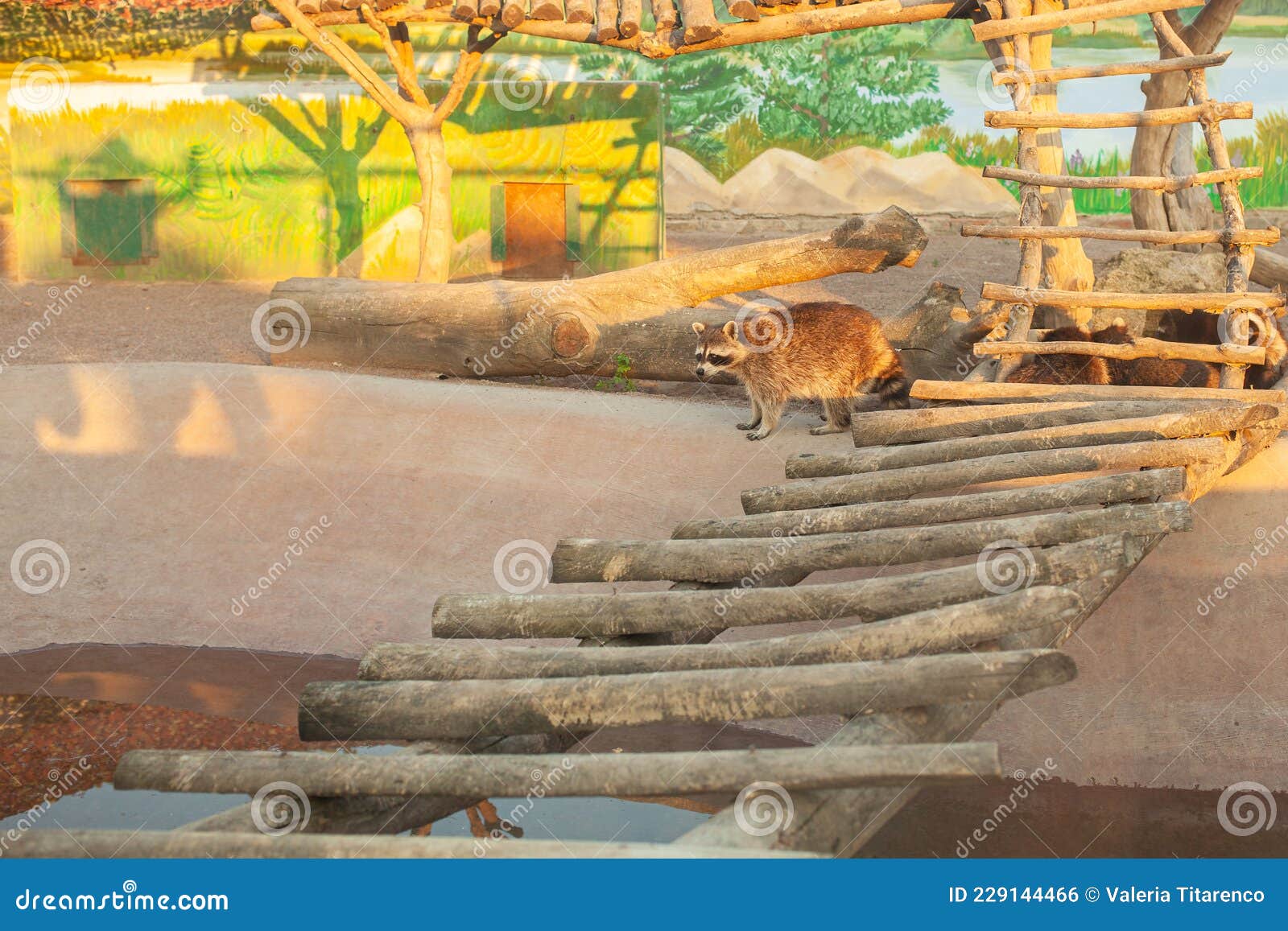 Family of Raccoons in Zoo, Biopark, Animal House, Good Conditions,  Beautiful Aviary, Well-groomed Animals Stock Photo - Image of predator,  curiosity: 229144466