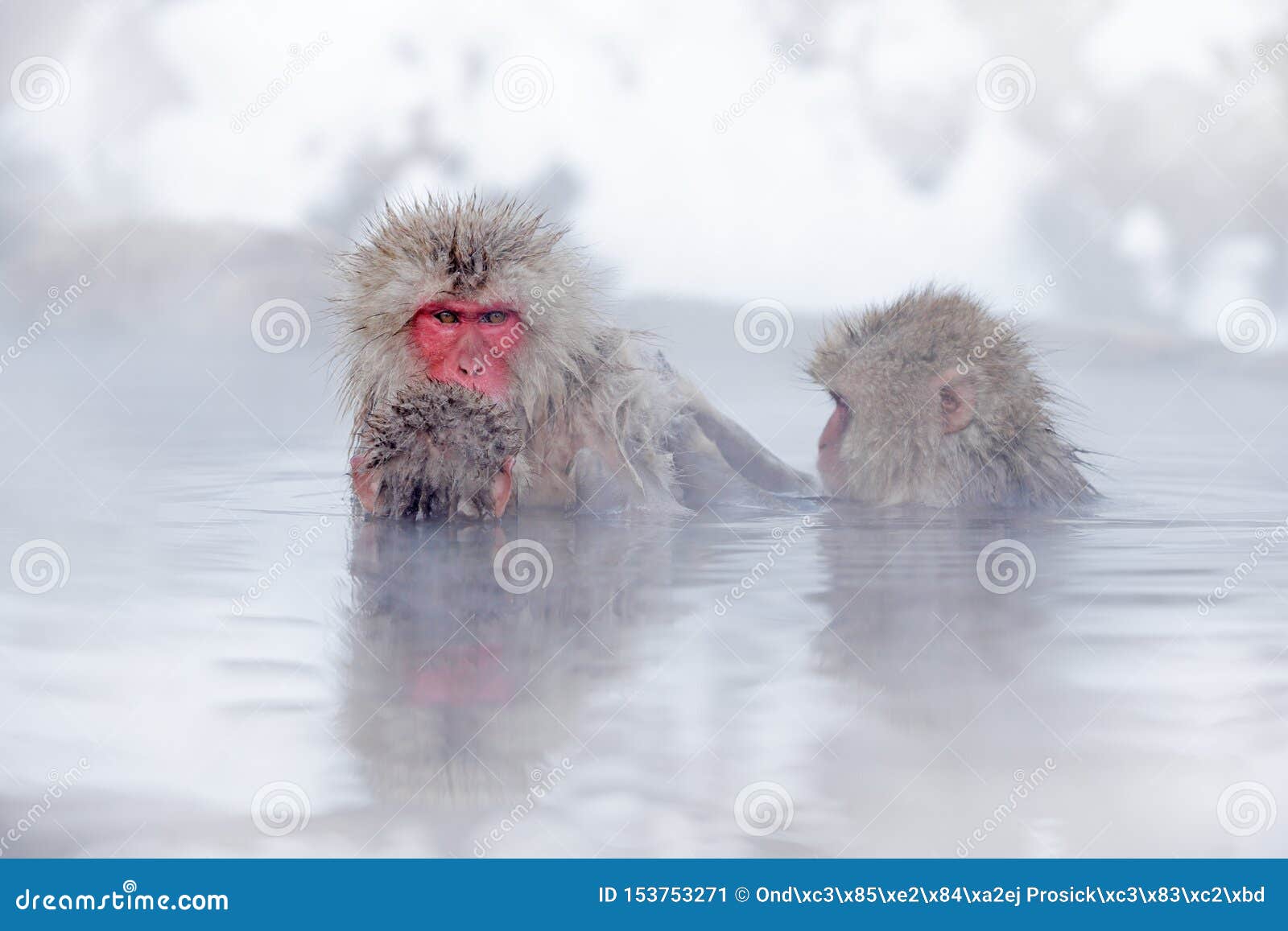 Family in the Spa Water Monkey Japanese Macaque, Macaca Fuscata, Red Face Portrait in the Cold Water with Fog, Animal in the Stock Image - Image of cute, eyes: 153753271 Family in the Spa Water Monkey Japanese Macaque, Macaca Fuscata, Red Face Portrait in the Cold Water with Fog, Animal in the Stock Image - Image of cute, eyes: 153753271