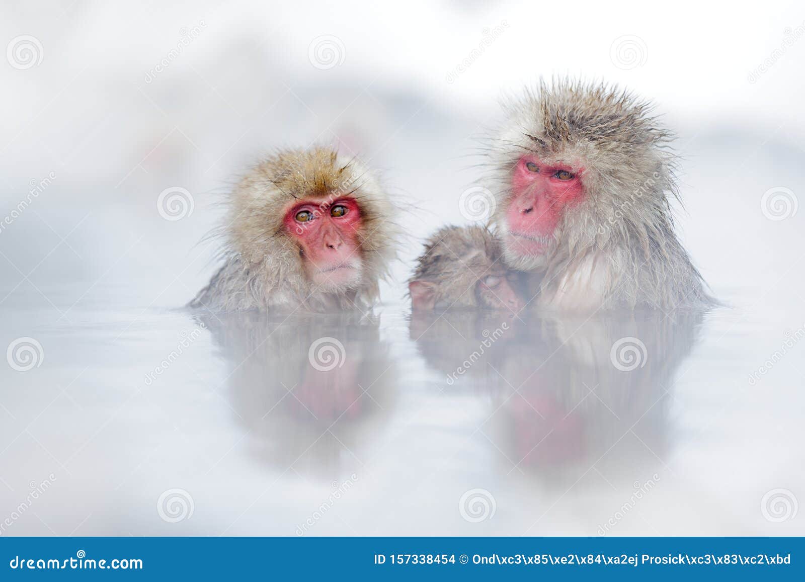 Family in the Spa Water Monkey Japanese Macaque, Macaca Fuscata, Red Face  Portrait in the Cold Water with Fog, Animal in the Stock Photo - Image of  primate, hair: 157338454