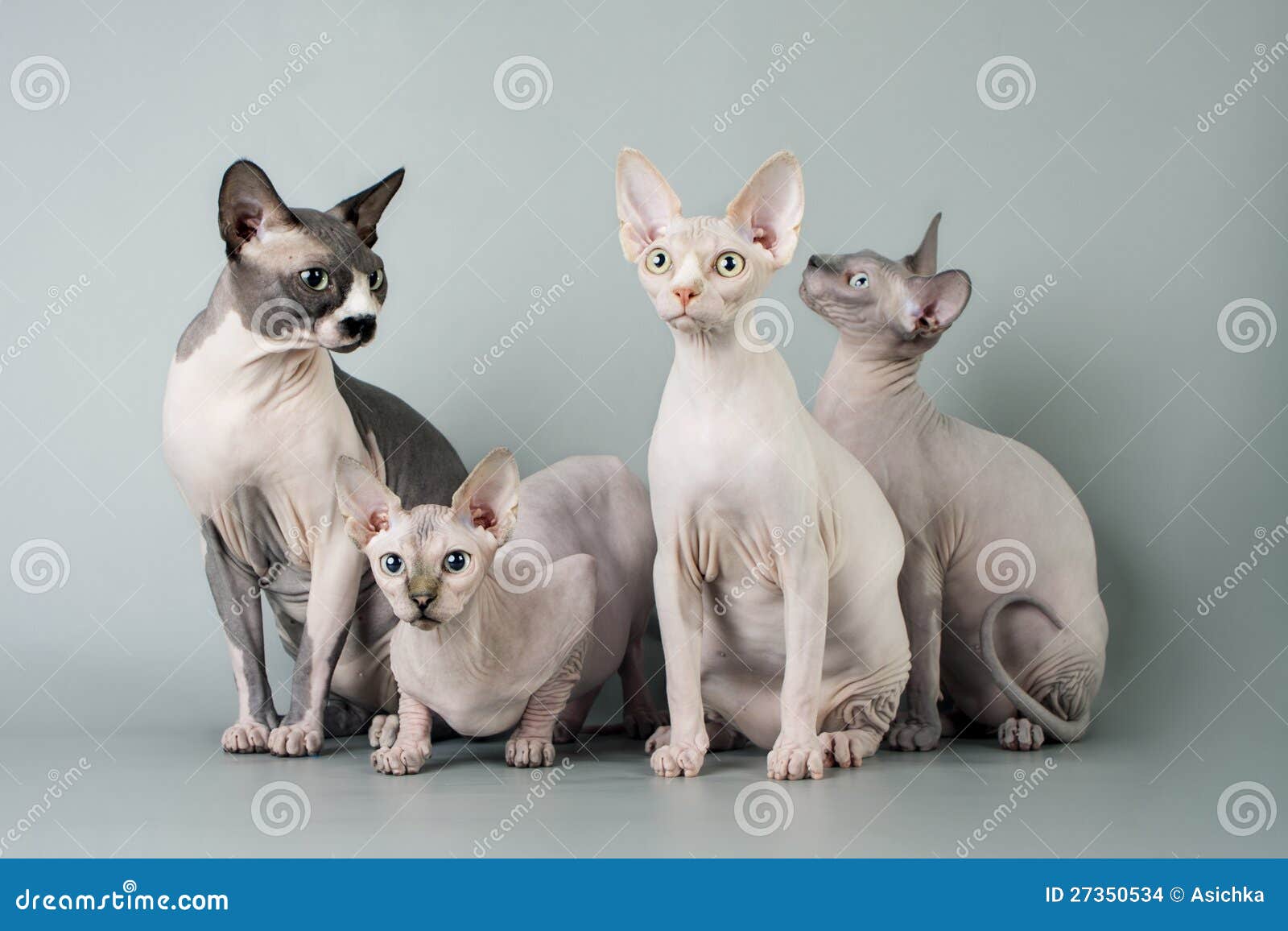 Family sphynx stock photo. Image of head, claws, rare 27350534