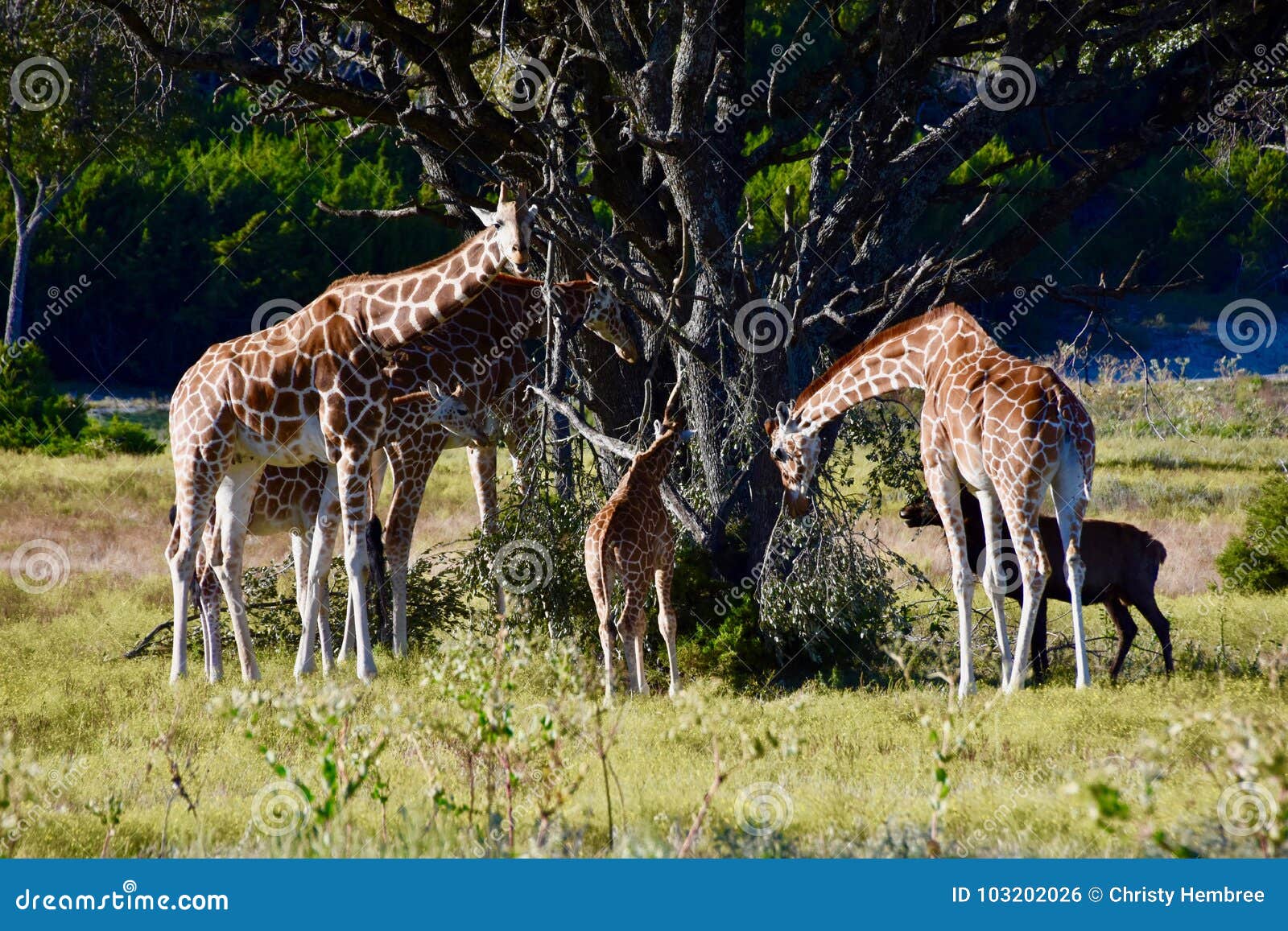 family unit: giraffa camelopardalis, fossil rim wildlife center