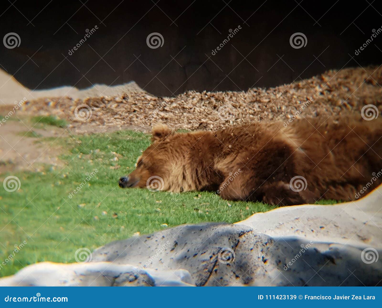 brown bear resting in a zoo