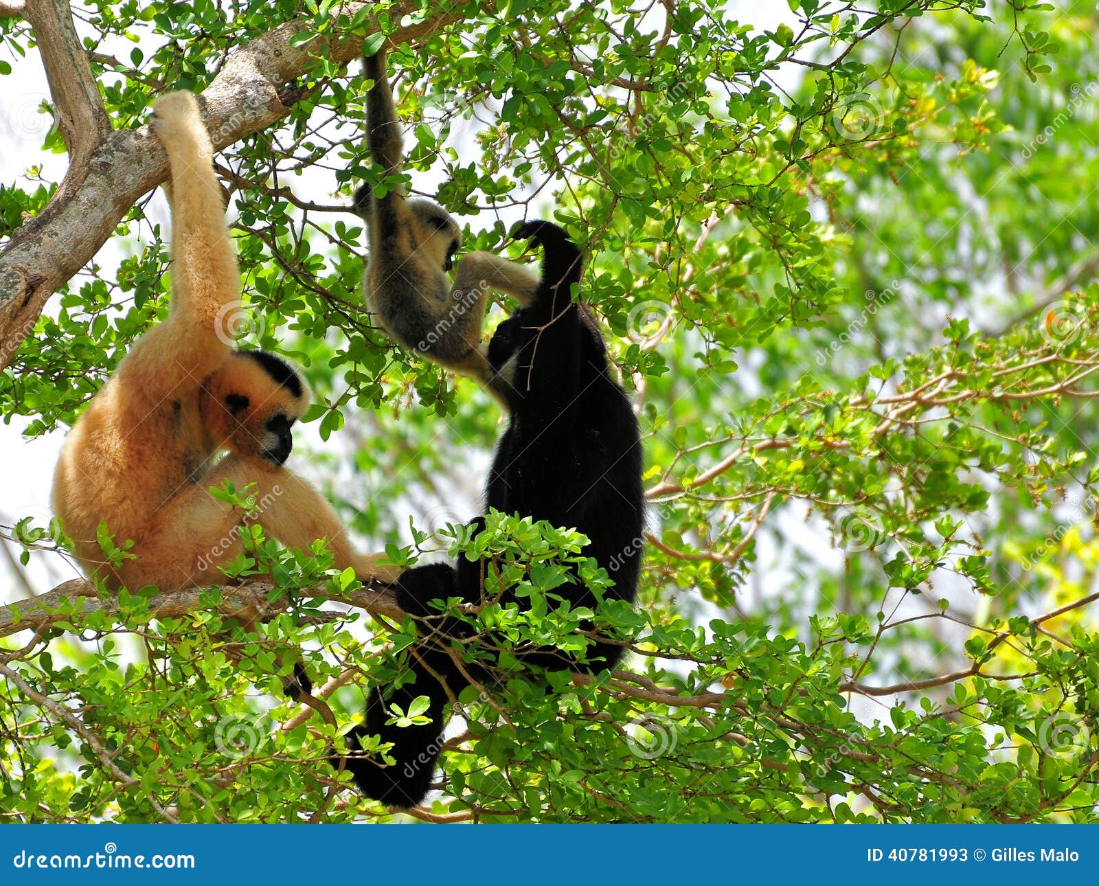family of white-cheeked gibbon monkeys in tree