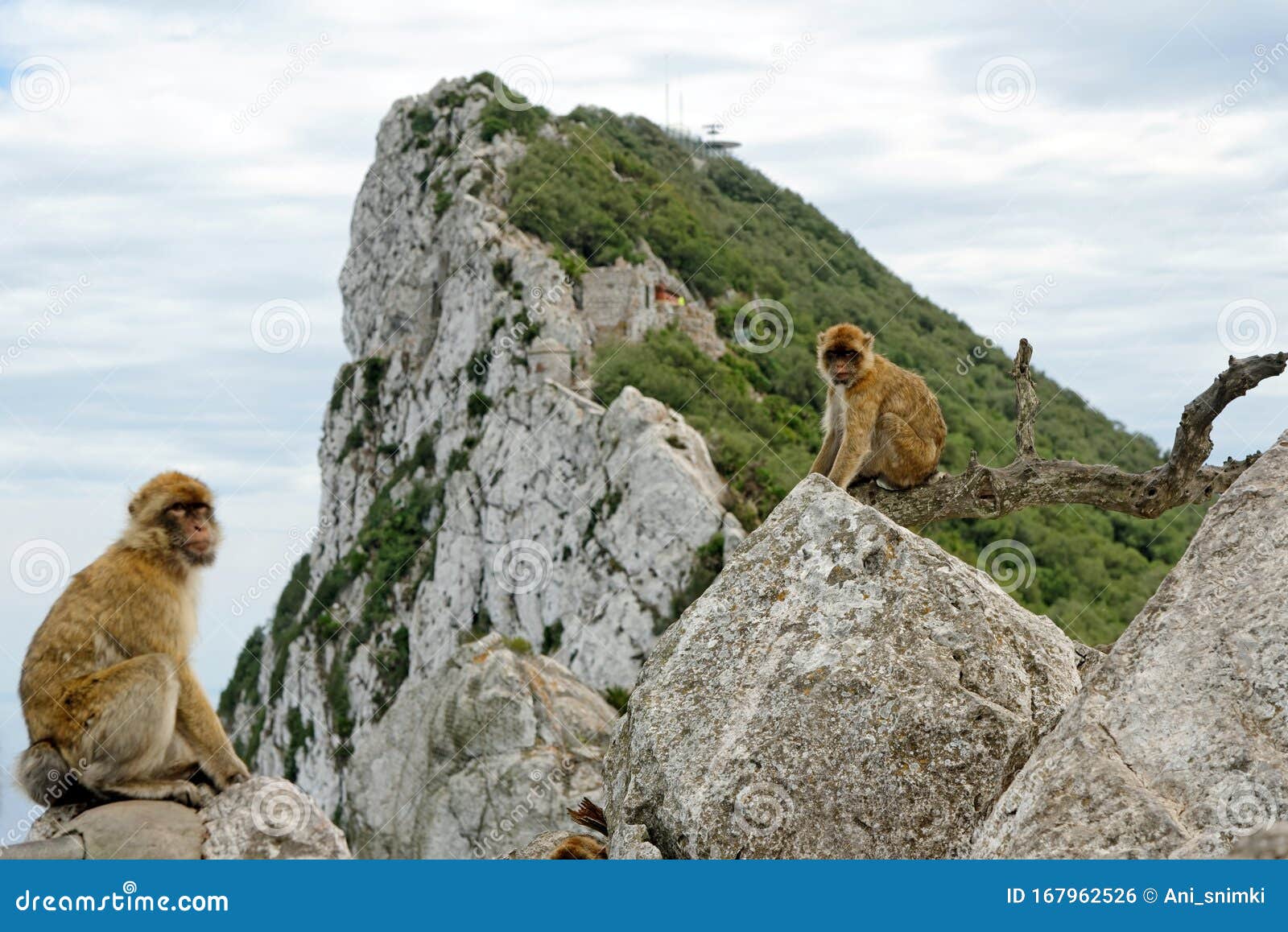Barbary Macaque in, Gibraltar British Overseas Territories Stock Photo -  Image of blue, considered: 167962526