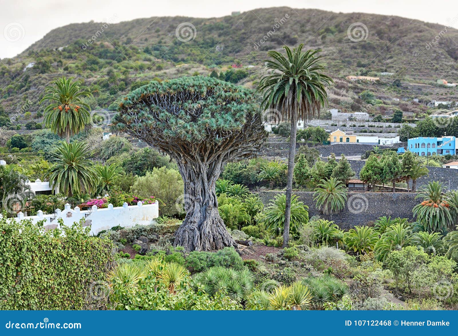 famous dragon tree drago milenario in icod de los vinos - tenerife
