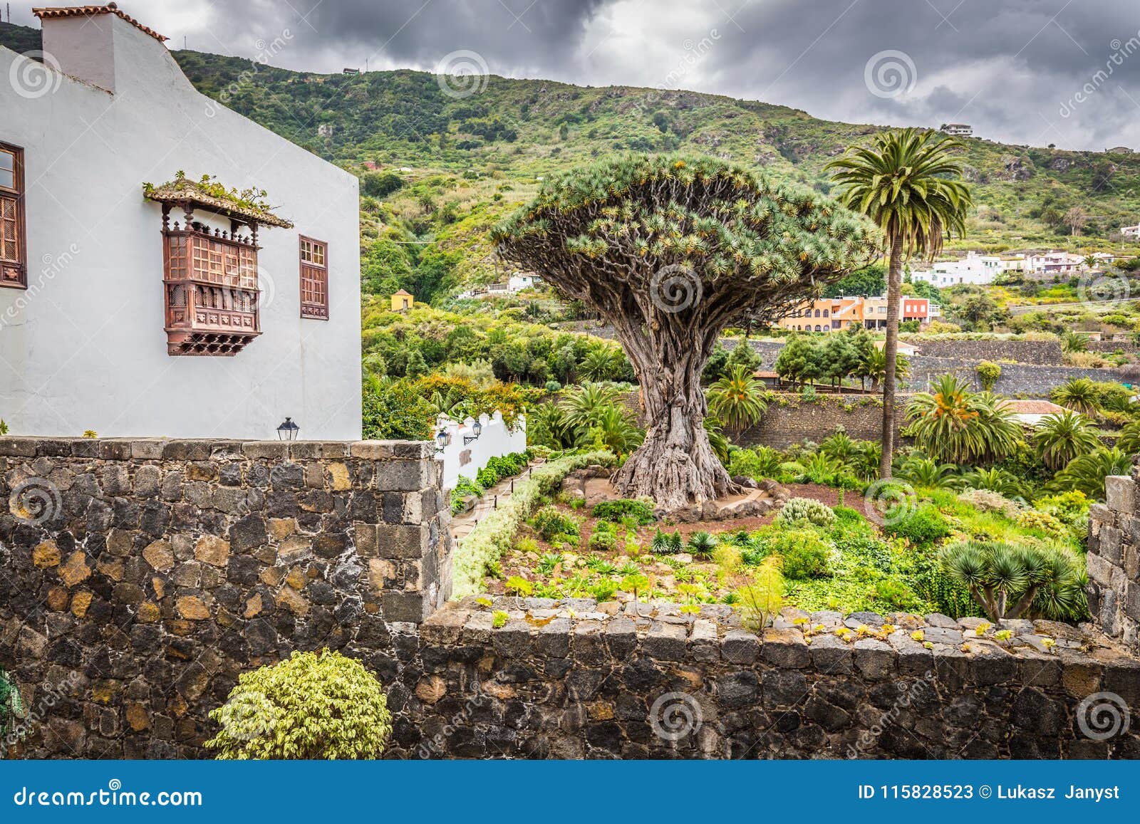 famous dragon tree drago milenario in icod de los vinos tenerife, canary islands
