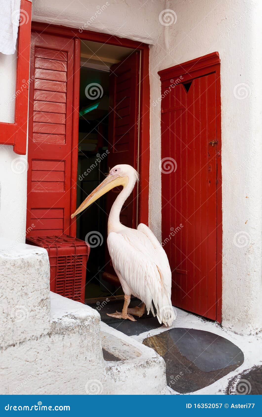 famous pelican from mykonos