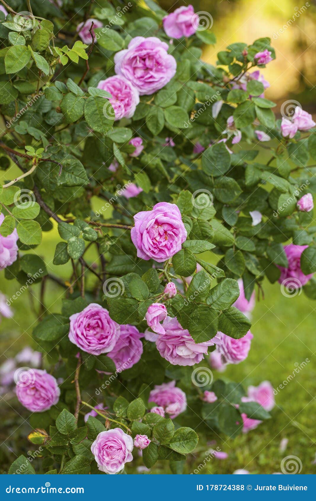 rosa centifolia foliacea the provence rose or cabbage rose is a hybrid