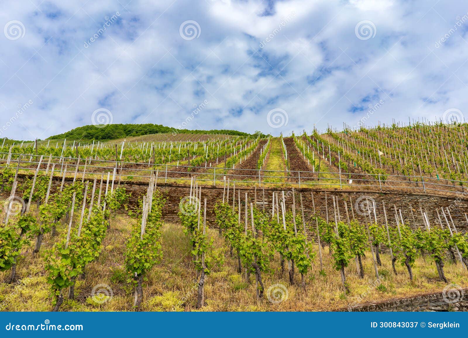 Famous Slate Soils Vineyards on the Moselle Stock Image Image of