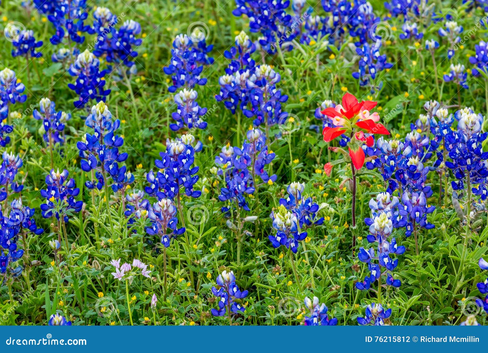 famous texas bluebonnet (lupinus texensis) wildflowers.