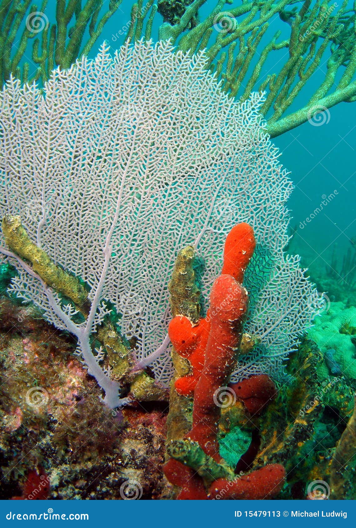 Fan Coral stock image. Image of light, nature, fanl, aqua 15479113