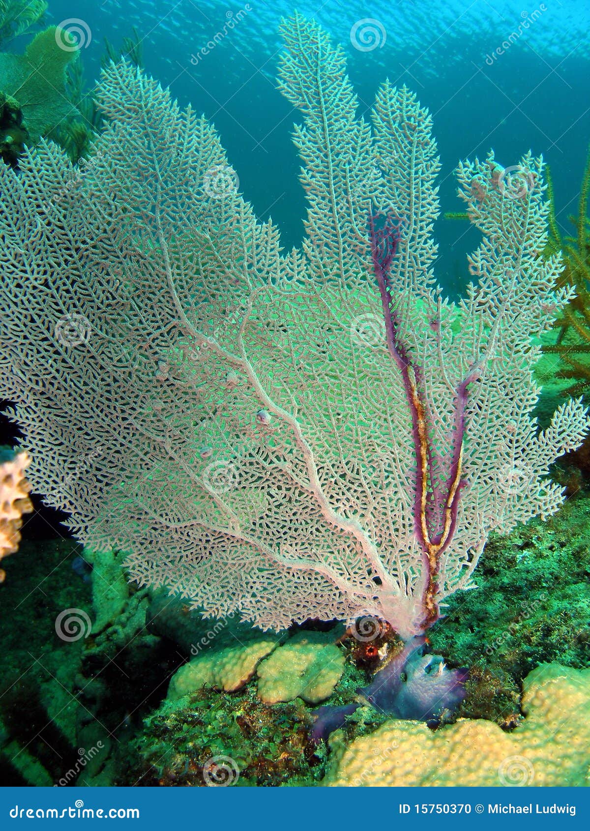 Fan Coral stock photo. Image of underwater, pompano, beach 15750370