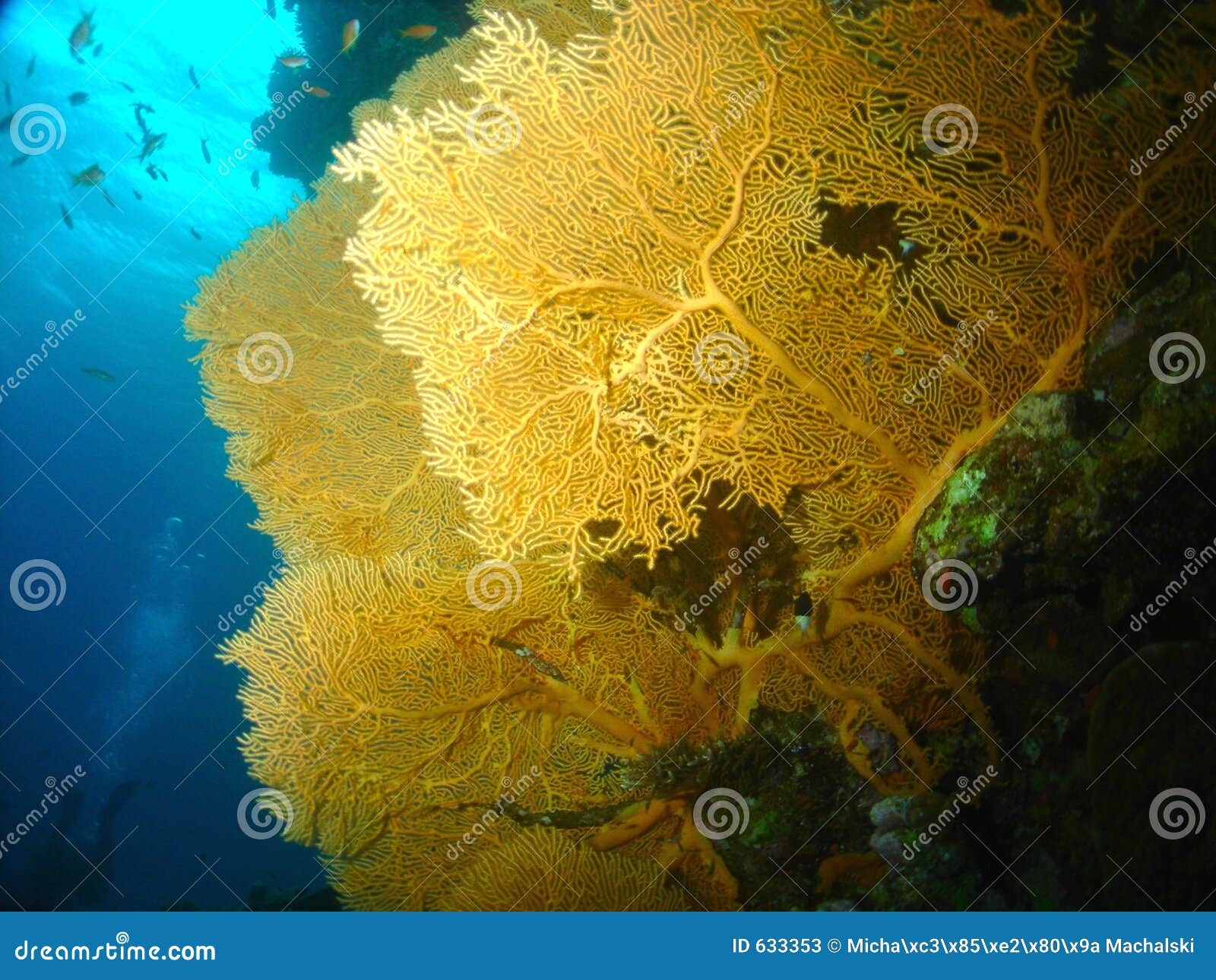 Fan Coral stock image. Image of yellow, surface, reef, seafan 633353