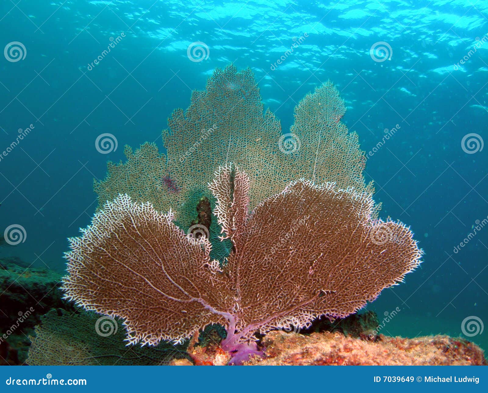 Fan Coral stock image. Image of angelfish, aqua, diver 7039649