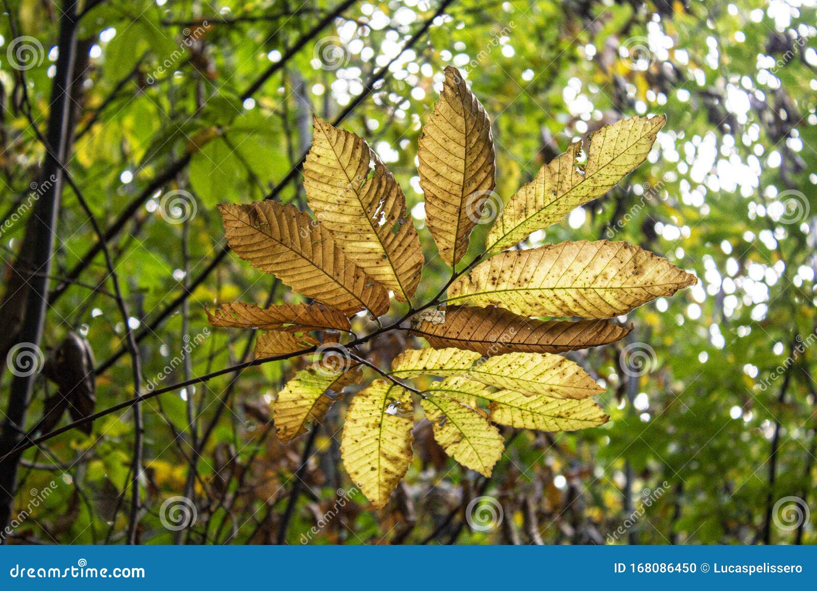 fan of dry leaves on the tip of a branch