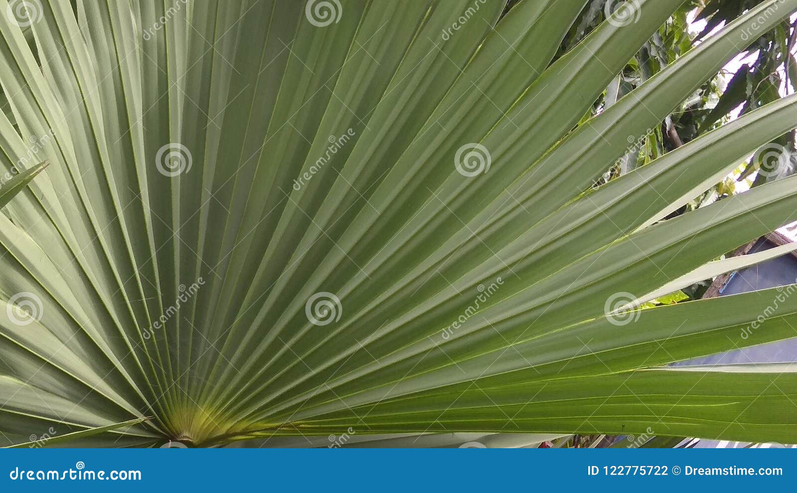 Fan leaf stock photo. Image of flabellifer, background 122775722