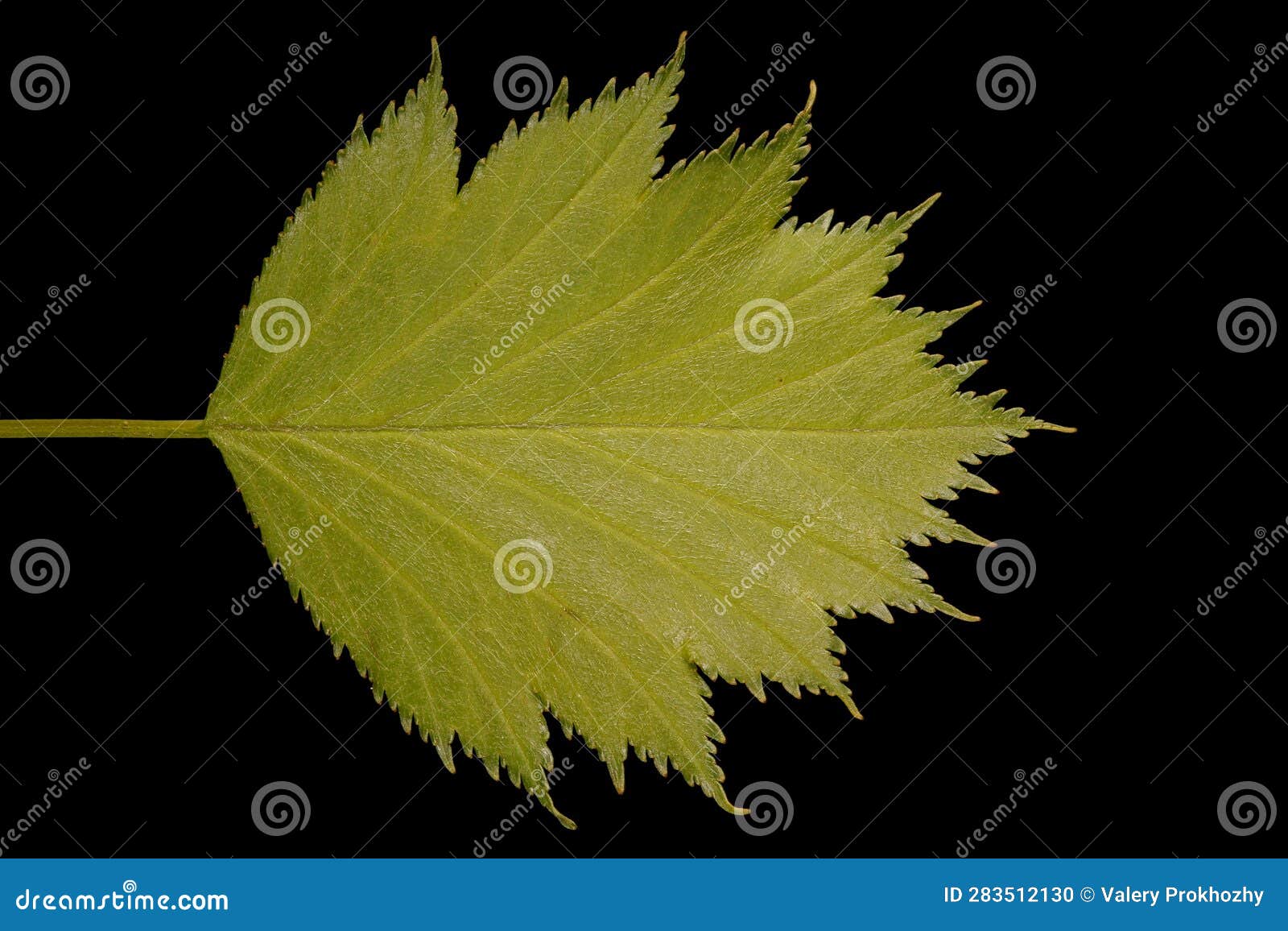 Fan-Leaved Hawthorn (Crataegus flabellata). Leaf Closeup. Virtual herbarium of Belarus flora: focus-stacked closeups of wild and cultivated plants, including images of flowers, leaves, and fruits intended as illustrations for botanical manuals