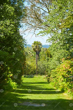 Fan Palm Is A Common Name For Various Types Of Palm Trees Whose Fan 