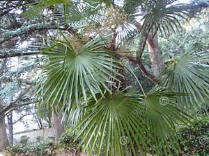Fan Palm Is A Common Name For Various Types Of Palm Trees Whose Fan 