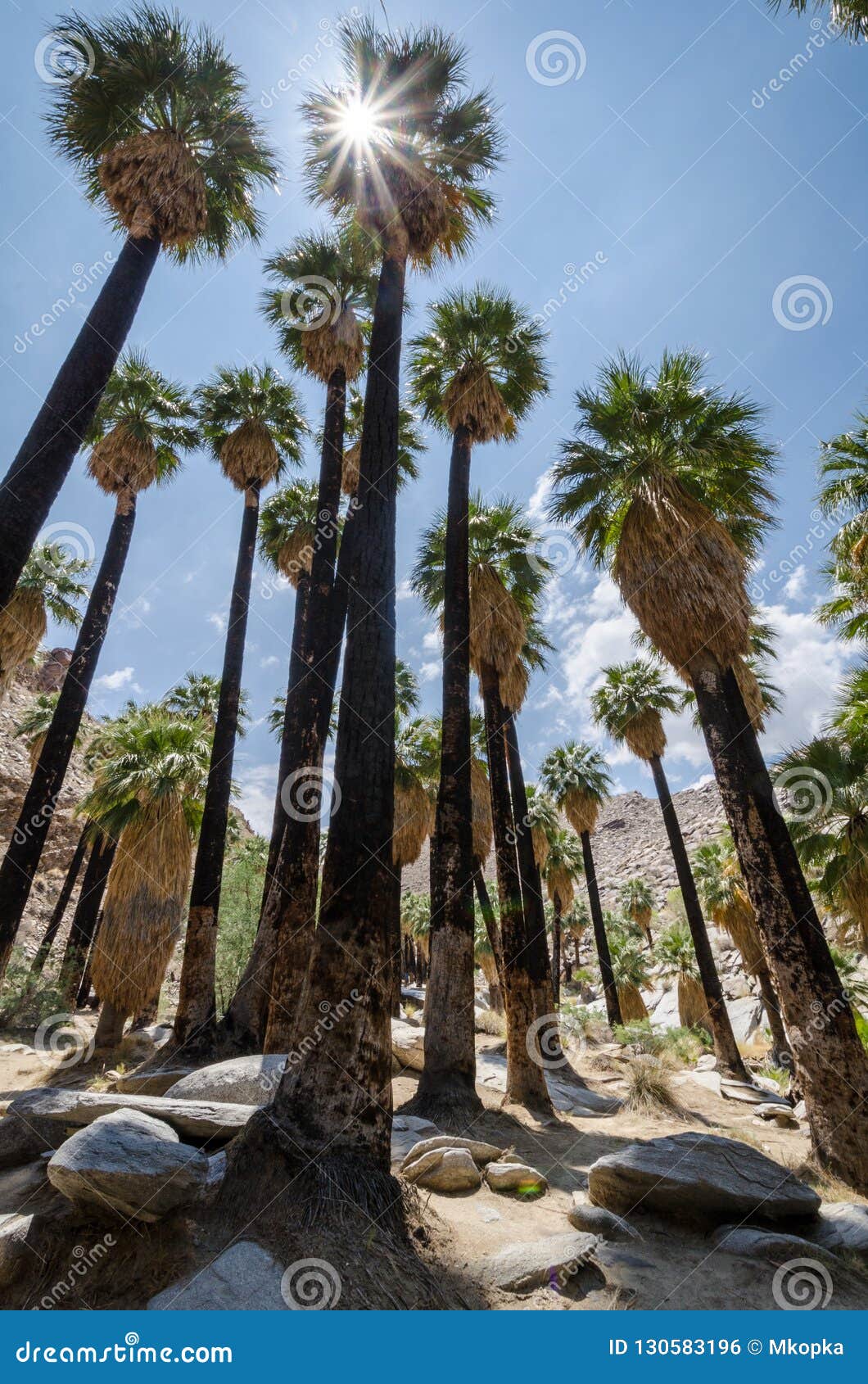 fan palm trees in the indian canyons near palm springs california
