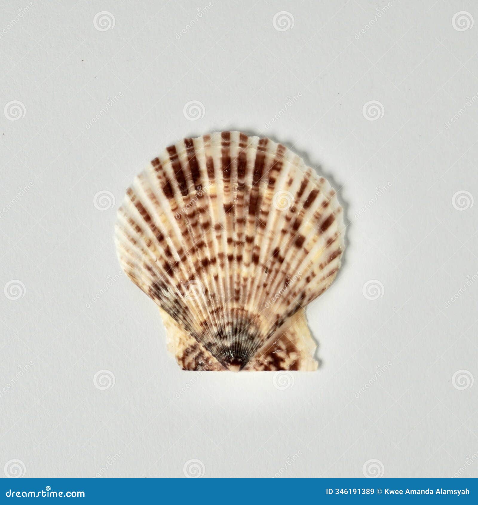 fan d brown sea shell